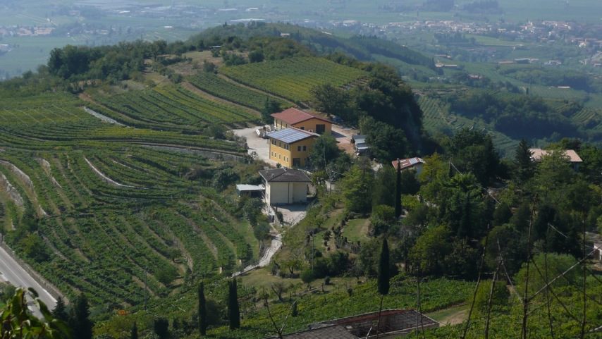 Vineyards of Valpolicella