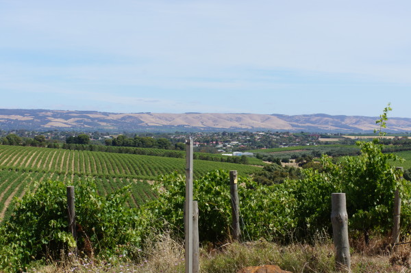 Vineyards, McClaren Vale, South Australia