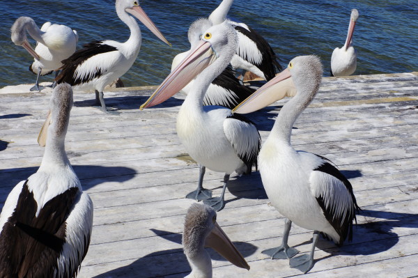 Greedy pelicans, Kangaroo Island