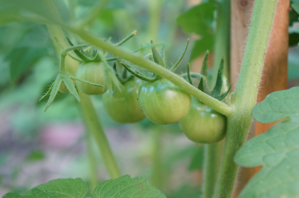 Tommy Toe tomatoes