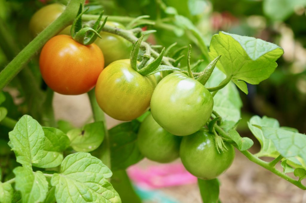 An Italian journey through food -  Tomato plants