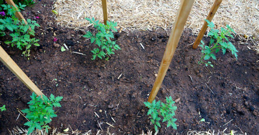 Freshly planted tomatoes - perfect for an Italian summer