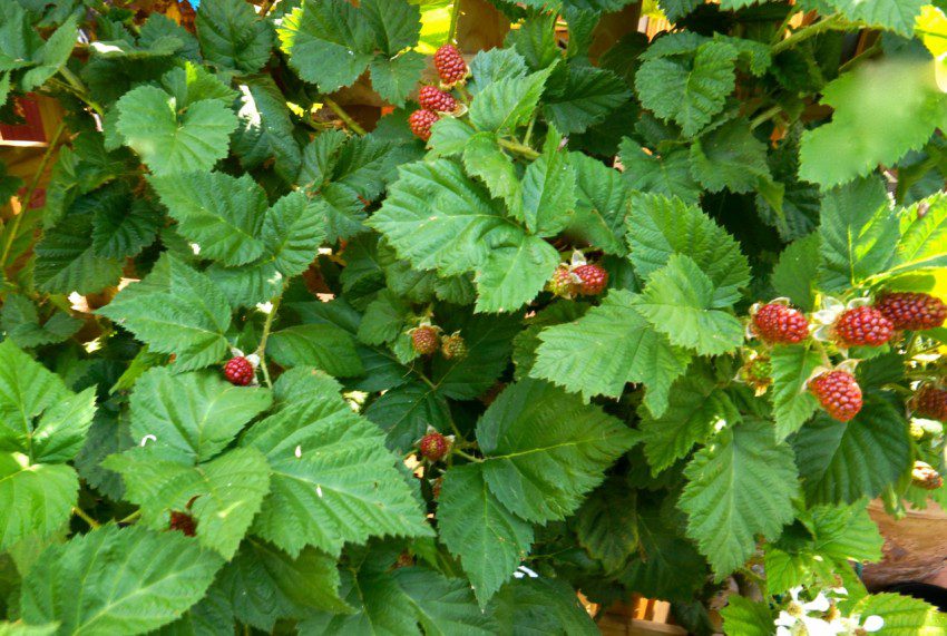 Loganberries ripening for my Italian summer