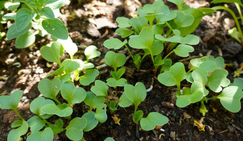 Radish seedlings - for an Italian summer