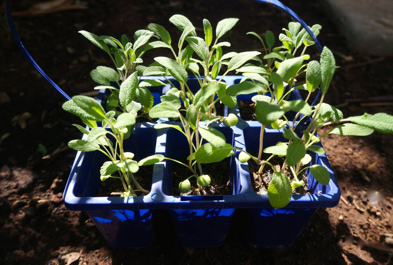 Sage seedlings ready to be planted
