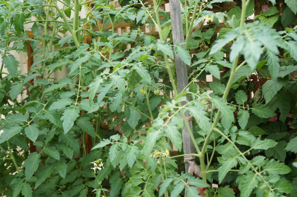 Tomato plants 1 metre tall