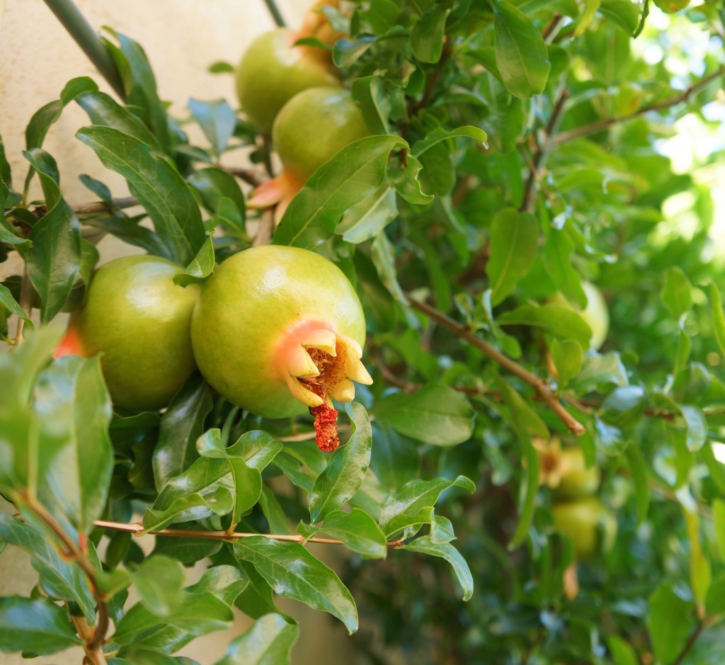 Summer’s bounty Pomegranates