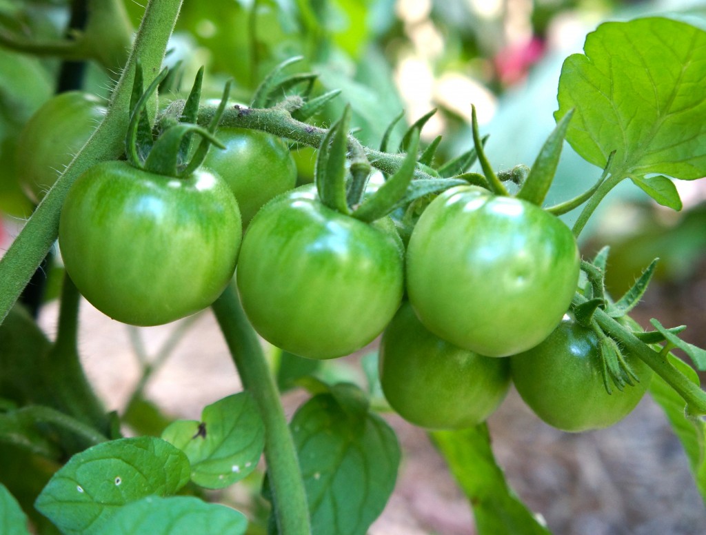 green tomatoes