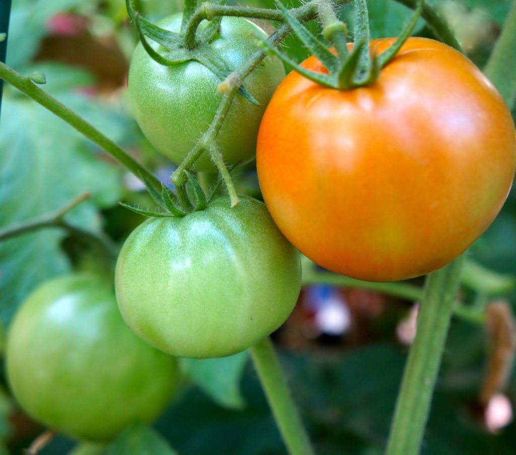 homegrown tomatoes