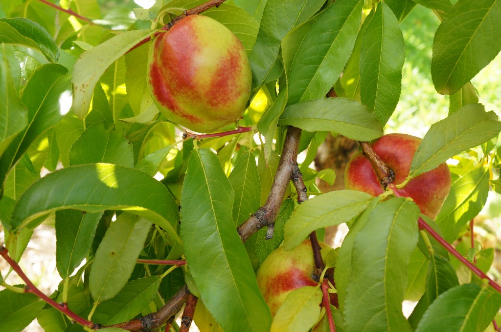  Nectarines ripening