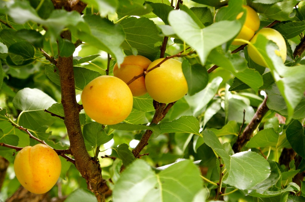 Apricots ripening