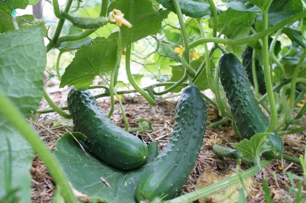  homegrown cucumbers