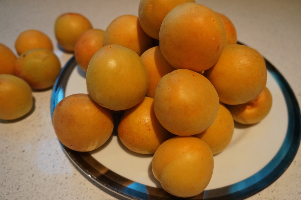 Summer’s bounty - homegrown apricots