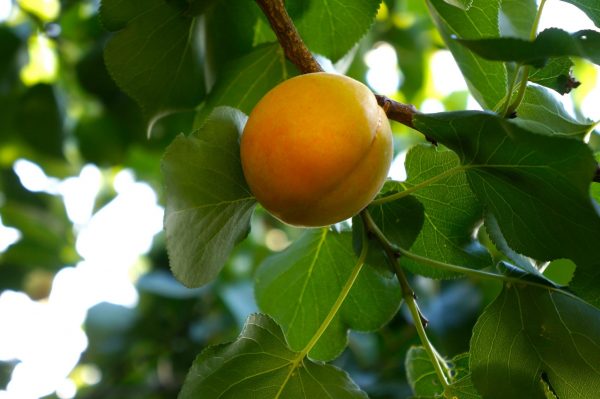 Apricot growing on tree