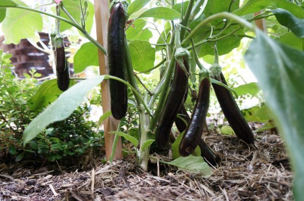 eggplants growing