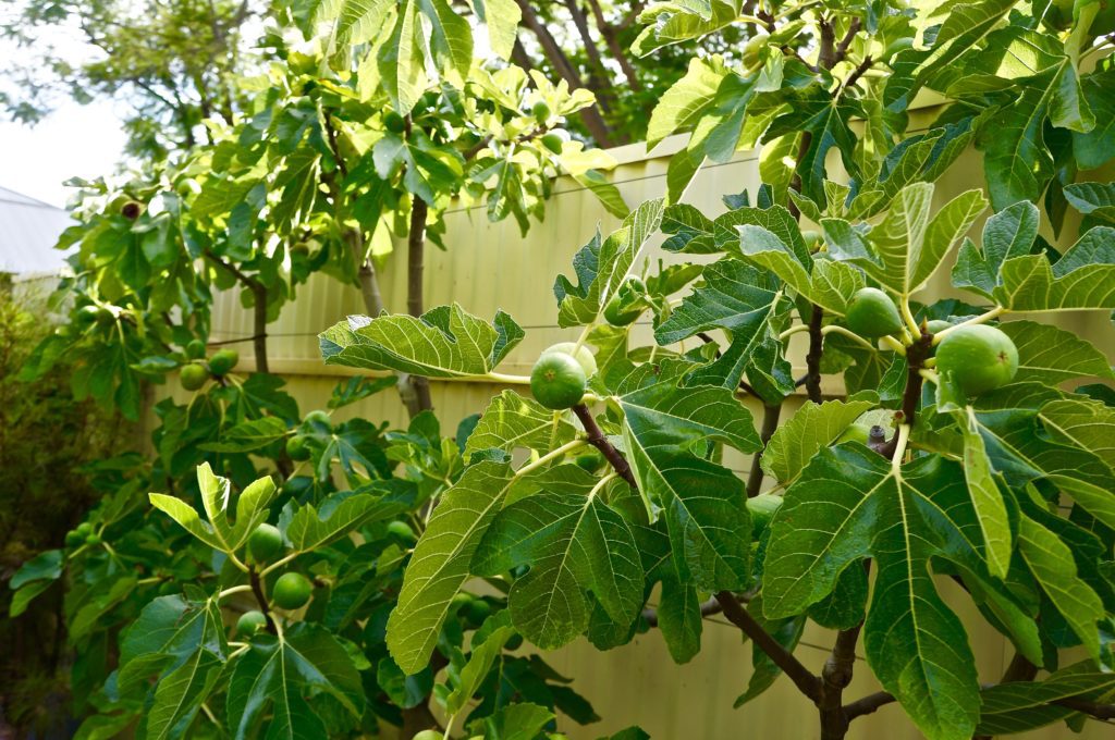 Fig tree