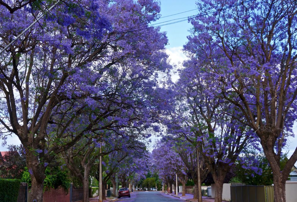 Jacaranda trees