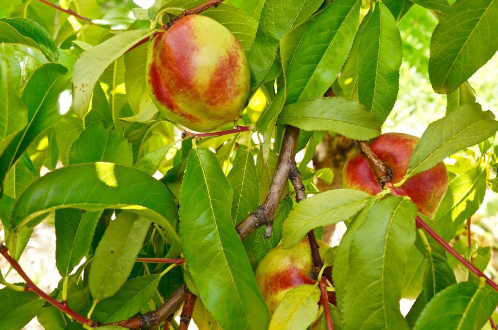 homegrown nectarines