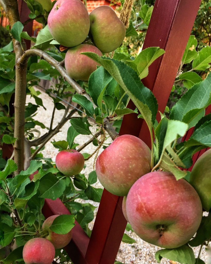 Home grown apples