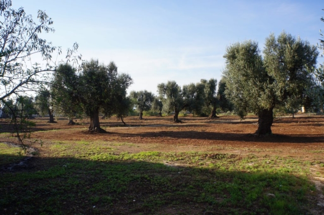 Ancient olive groves Puglia