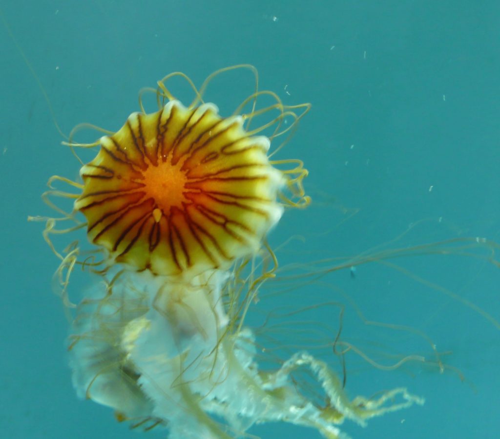 Jelly fish in the Aquarium of Genoa