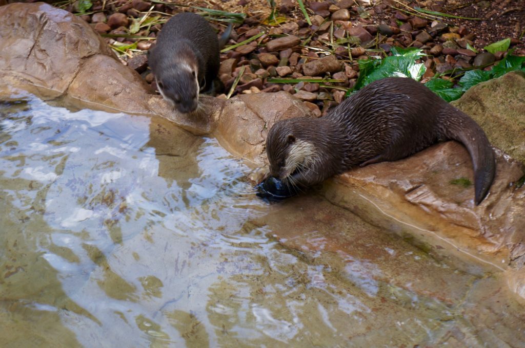 Otters at the Adelaide Zoo
