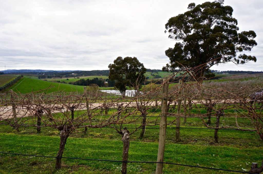 The Lane Vineyard