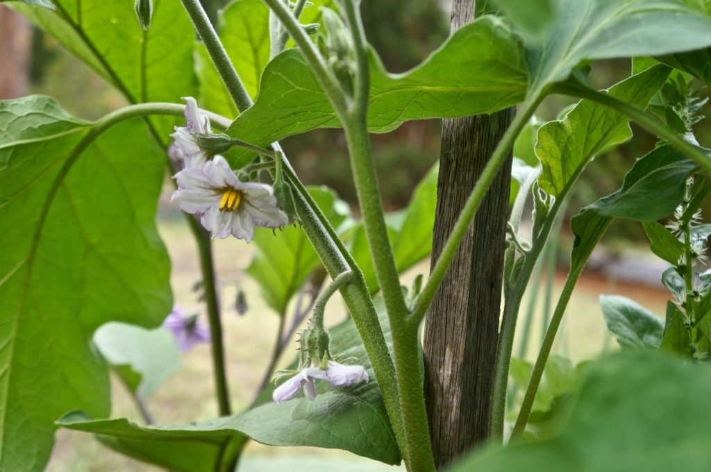 Eggplants growing