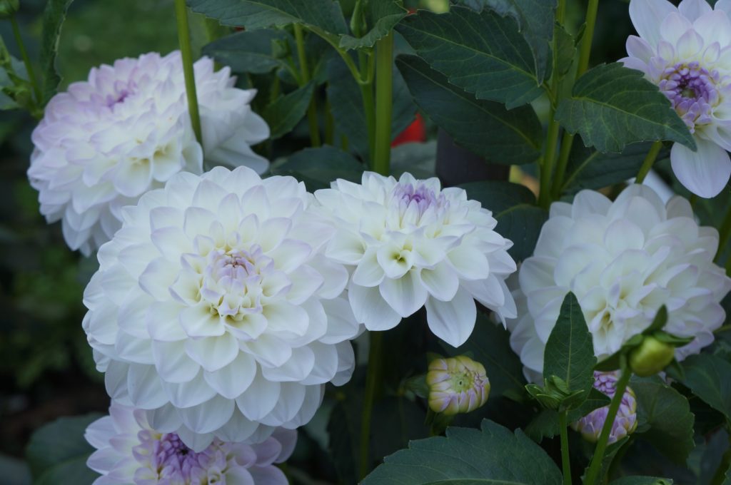 Dahlias