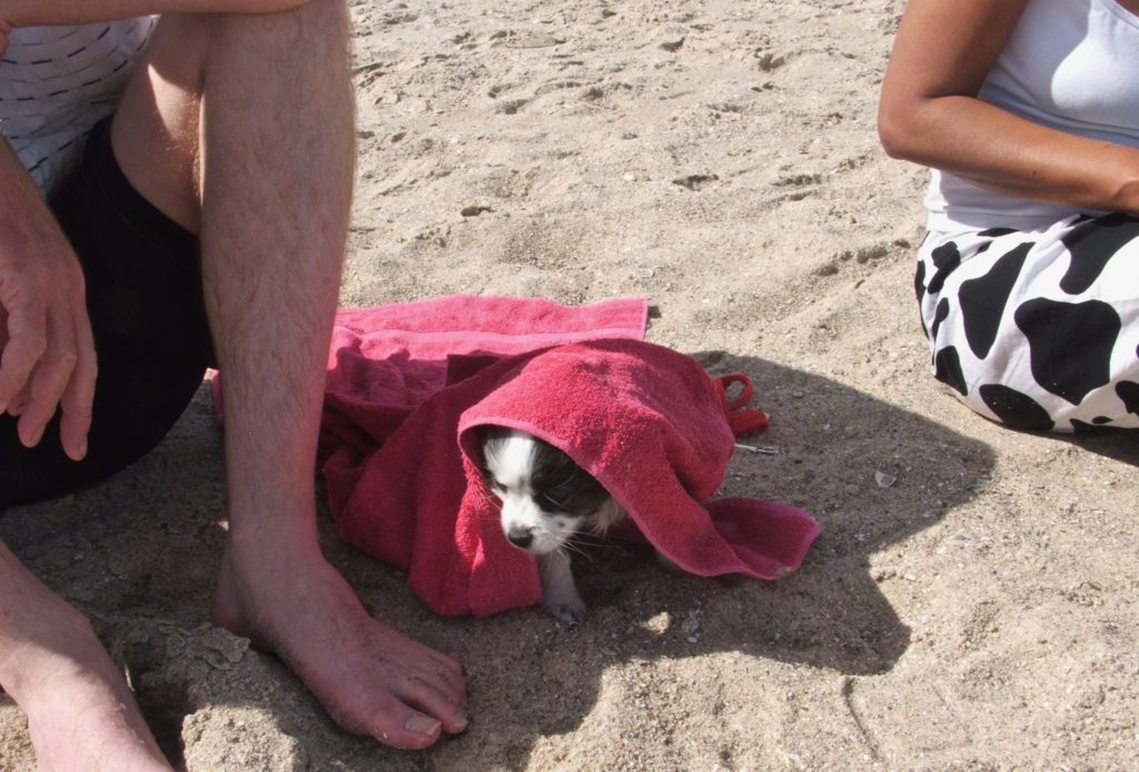 Wild days at the beach 